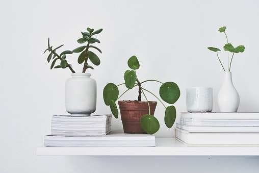 They Can Breathe Some Life Into Your Living Space