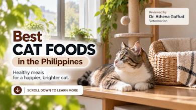 10 Best Cat Foods in the Philippines 2026 | Buying Guide Reviewed by Veterinarian