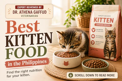10 Best Kitten Food in the Philippines 2026 | Buying Guide Reviewed by Veterinarian