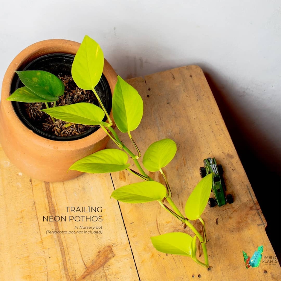 Pablo Plants PH Trailing Pothos Translation missing: en-PH.activerecord.decorators.item_part_image/alt