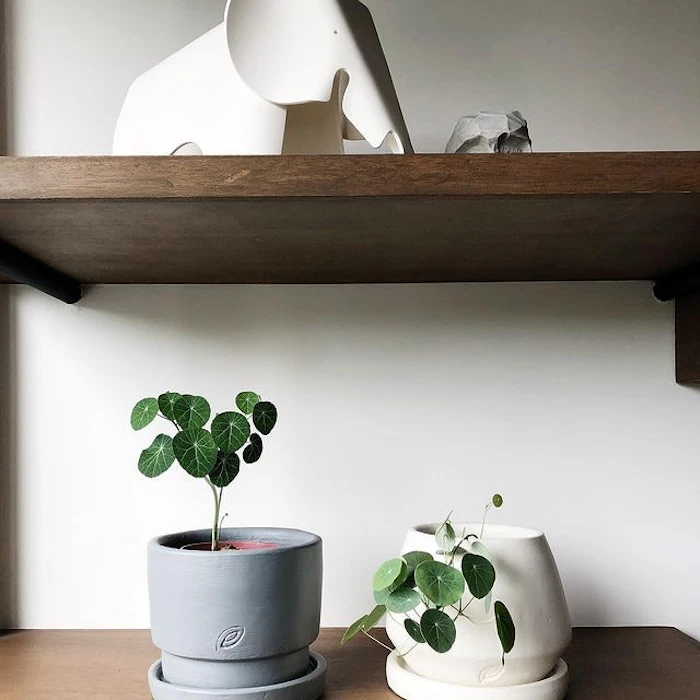 Plant Parenthood Stephania Erecta Translation missing: en-PH.activerecord.decorators.item_part_image/alt