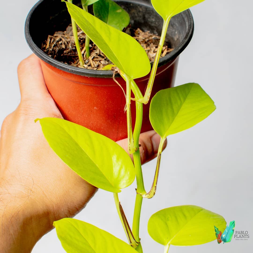 Pablo Plants PH Trailing Pothos Translation missing: en-PH.activerecord.decorators.item_part_image/alt