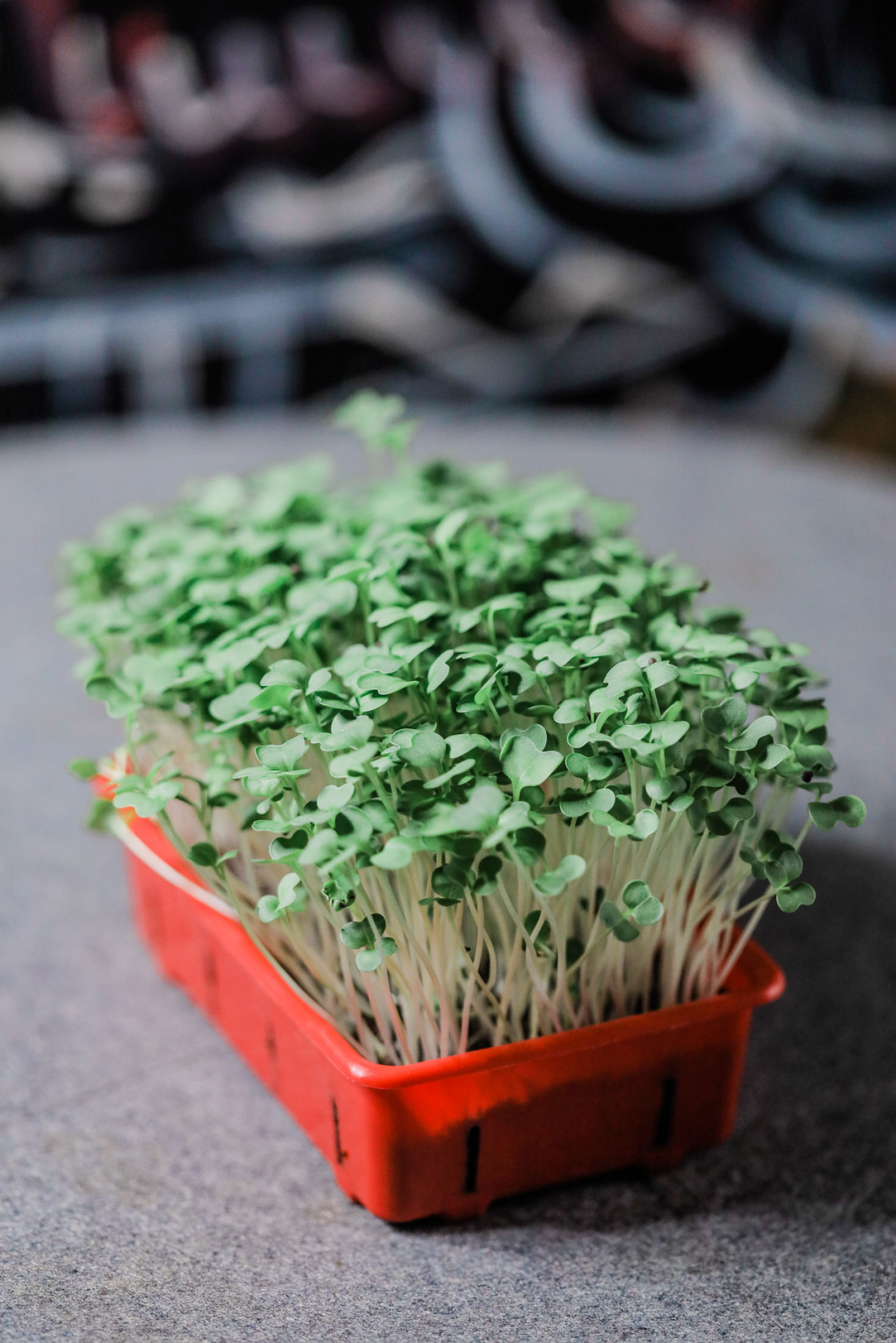 Solana Greens Kids Microgreens Grow Kit V2 Translation missing: en-PH.activerecord.decorators.item_part_image/alt