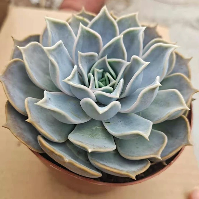 Indoor Succulent Translation missing: en-PH.activerecord.decorators.item_part_image/alt