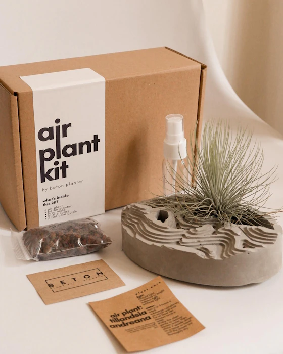 béton planter Air Plant Kit in Collina Planter - Andreana Translation missing: en-PH.activerecord.decorators.item_part_image/alt