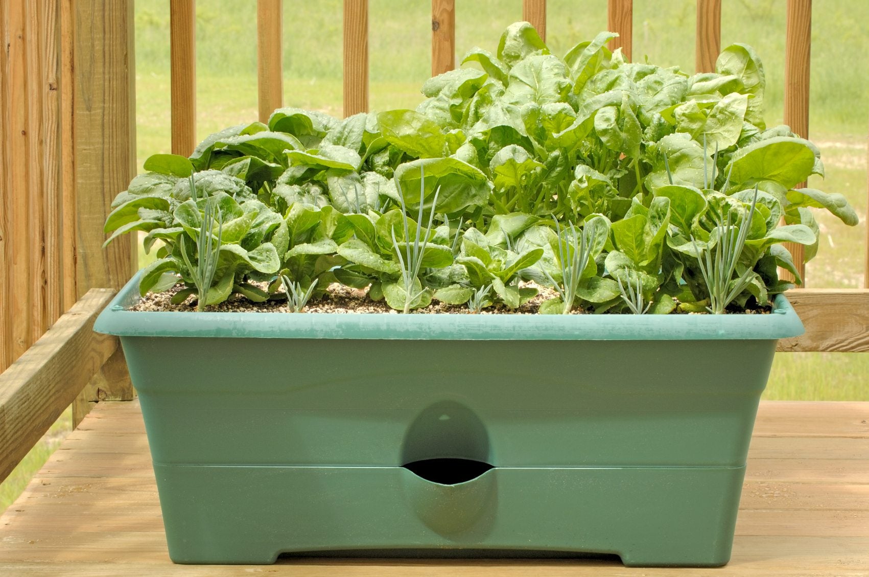 10 Best Home Garden Plants in the Philippines 2026 2