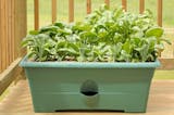 10 Best Home Garden Plants in the Philippines 2026 2