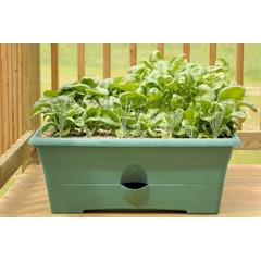 Spinach Seeds