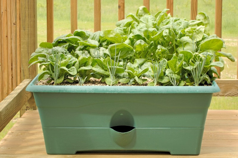 Spinach Seeds 1
