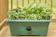 null Spinach Seeds 1