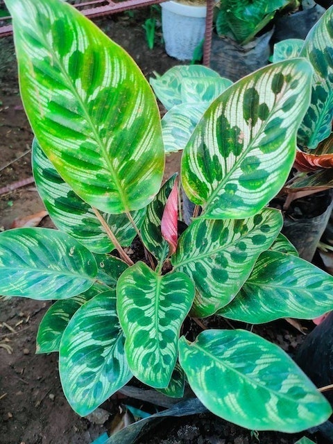 Peacock Plant 2