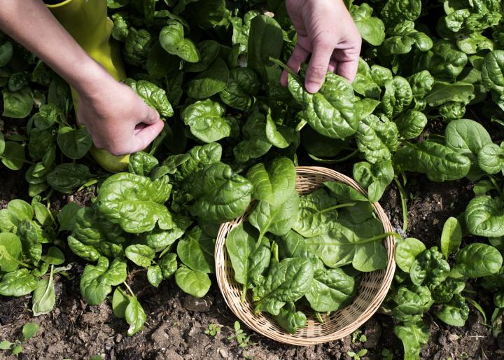 Spinach Seeds 2