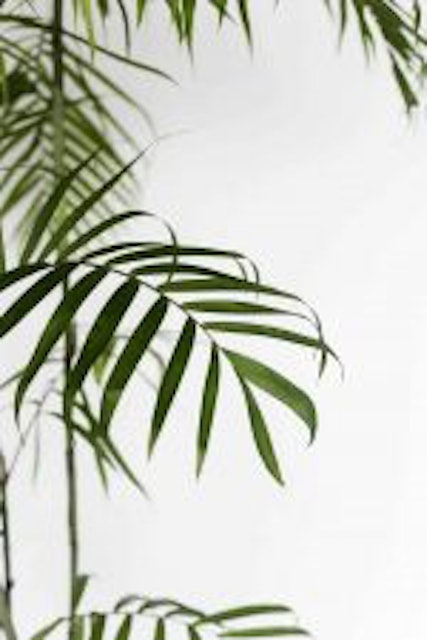 Bamboo Palm 2
