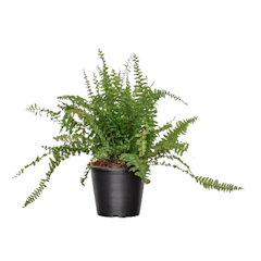 Boston Fern