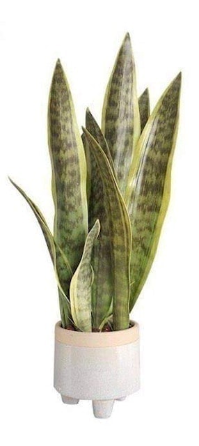 Artificial Snake Plant 1