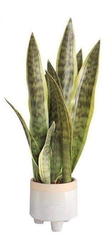 Artificial Snake Plant 1