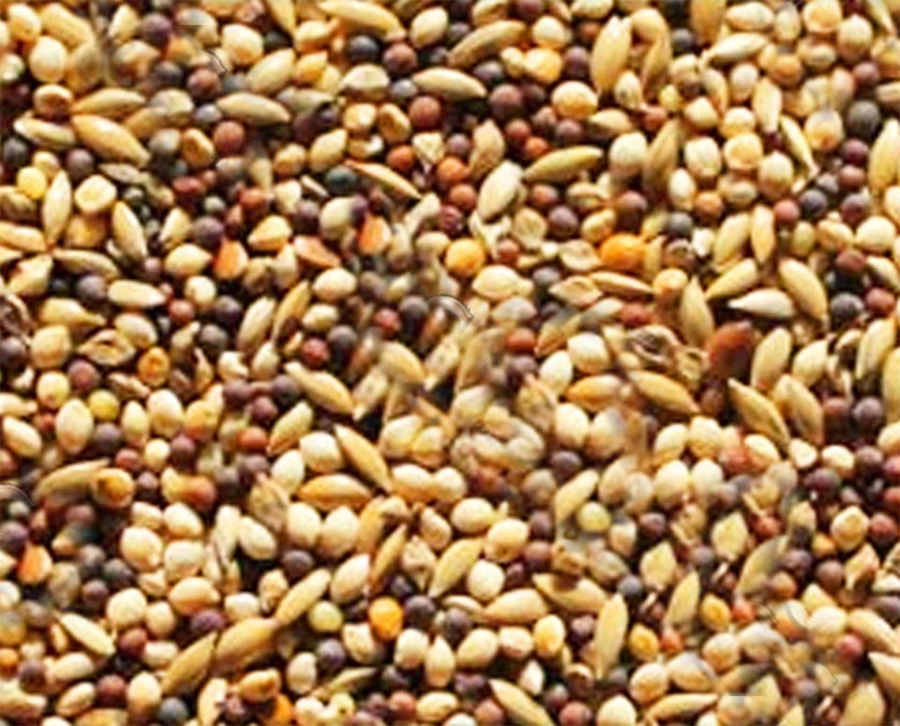 Canary Mixed Seeds Bird Feeds 1