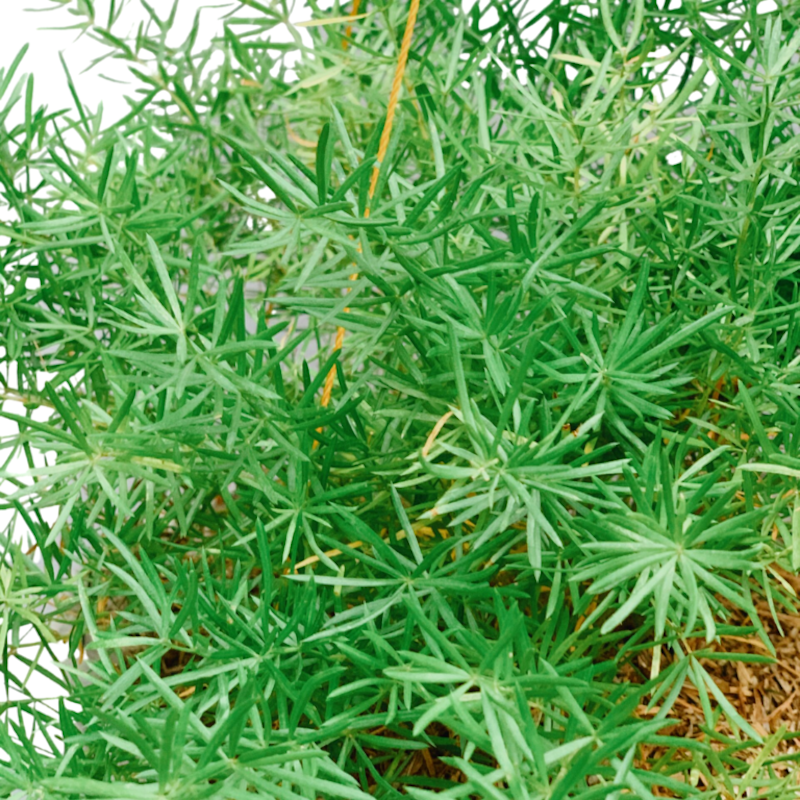 Asparagus Fern 2