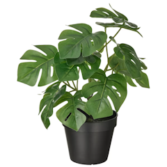 Fejka (Monstera)