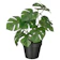IKEA Fejka (Monstera) 1
