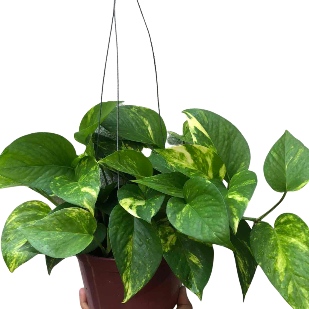 Golden Pothos 1