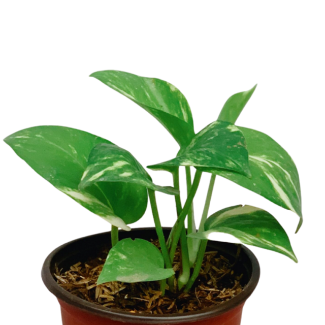10 Best Desk Plants in the Philippines 2026 | Snake Plant, ZZ Plant, and More 3