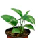 Pothos 1
