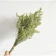 Lover Grass Bunch 1