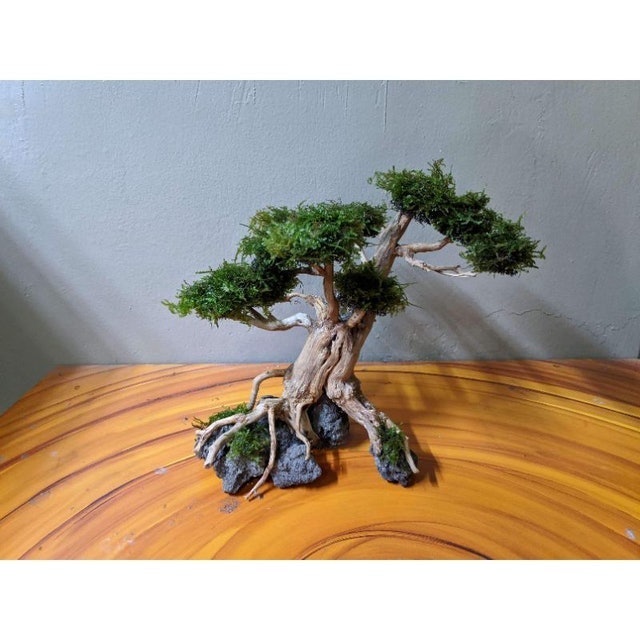 Driftwood Bonsai Aquascape 2