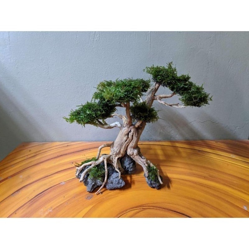Driftwood Bonsai Aquascape 2