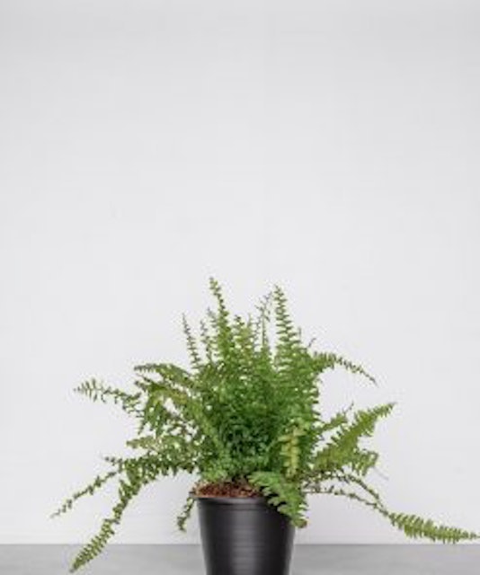 Boston Fern  3