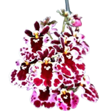 10 Best Indoor Flowering Plants in the Philippines 2026 | Orchid, Anthurium, and More 2