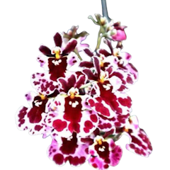 Orchid