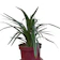 Spider Plant 1