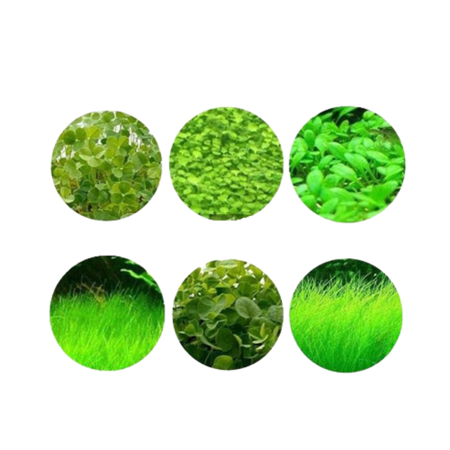 Aquatic Water Grass Seeds 1