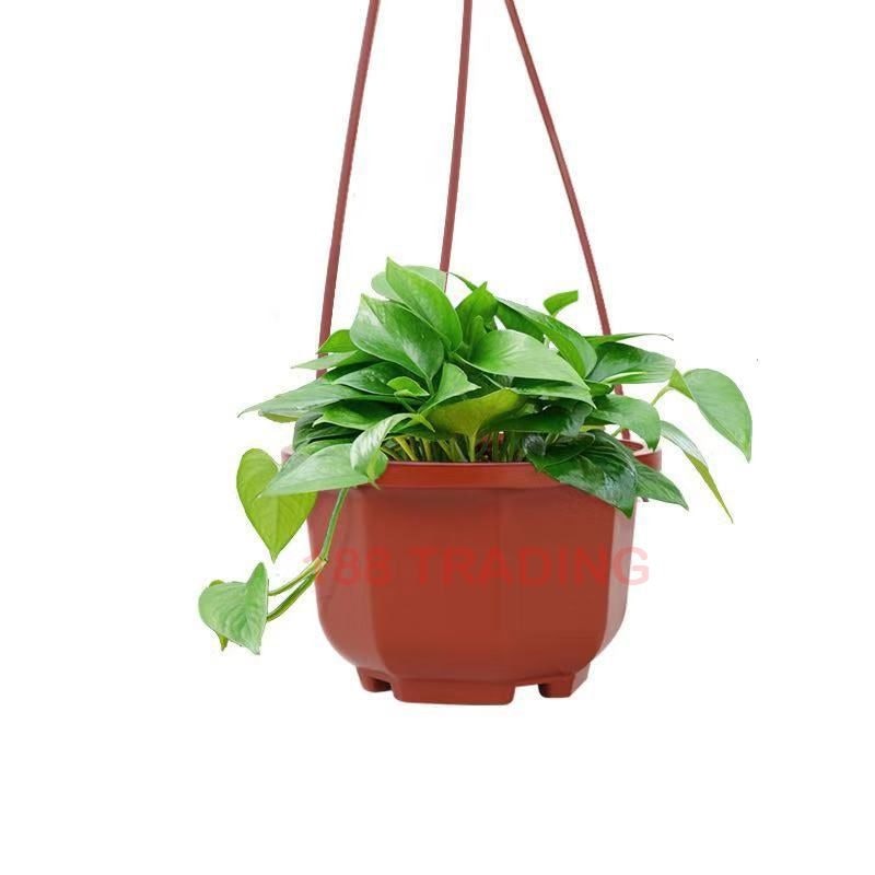Plastic Hanging Wall Planter 3