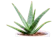 Aloe Vera 1