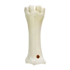 Teether Bone Molar Toy