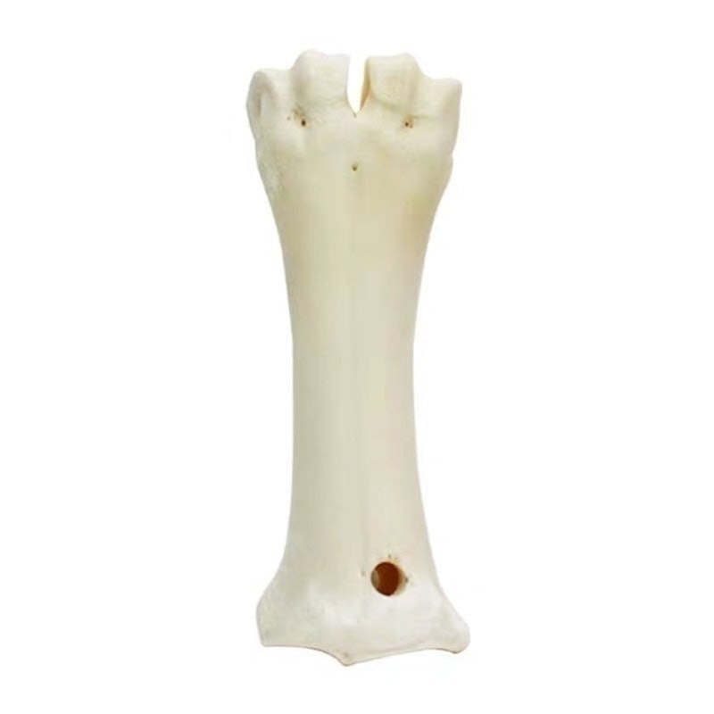 Teether Bone Molar Toy 1