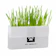 Teekland Natural Cat Grass Planting Kit 1