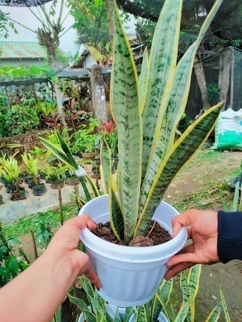 Snake Plant  1