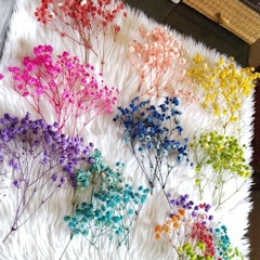 Baby's Breath Bunch