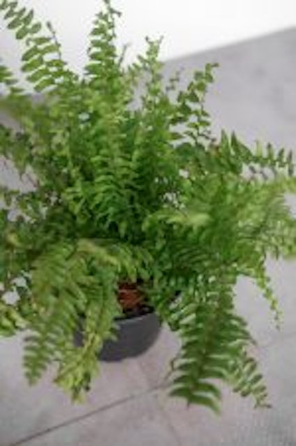 Boston Fern 2
