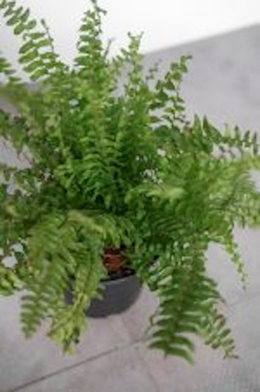 Boston Fern 2