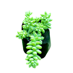 Burro's Tail