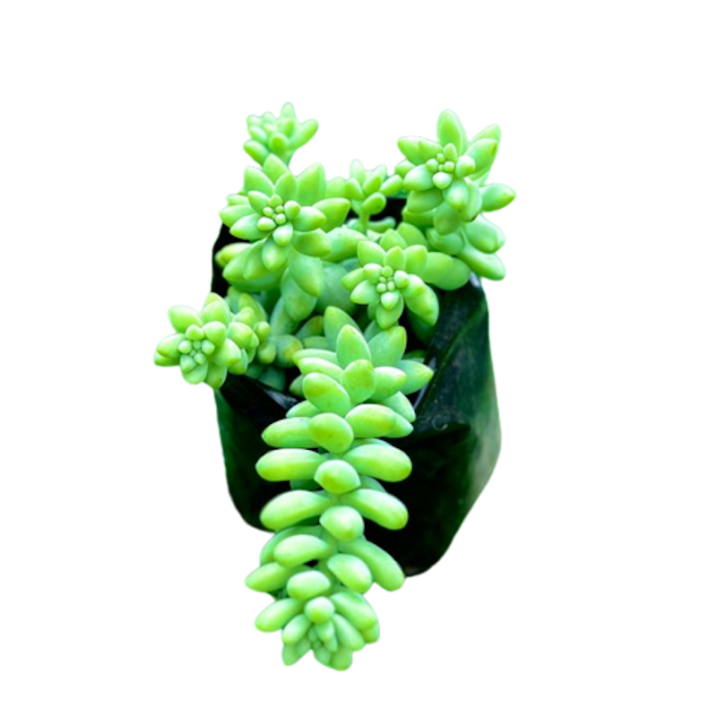 Burro's Tail 1