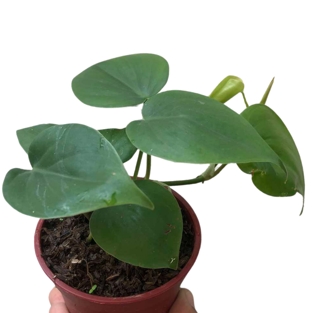 Heartleaf Philodendron 1