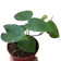 Heartleaf Philodendron 1