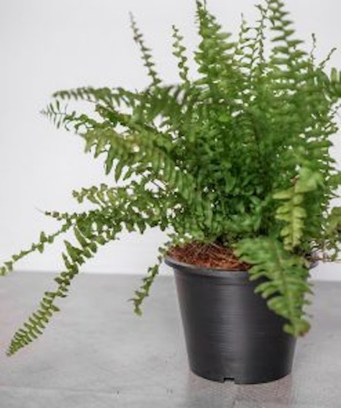 Boston Fern 2