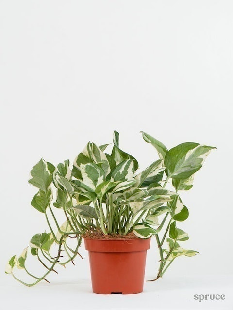 Pothos n Joy 2